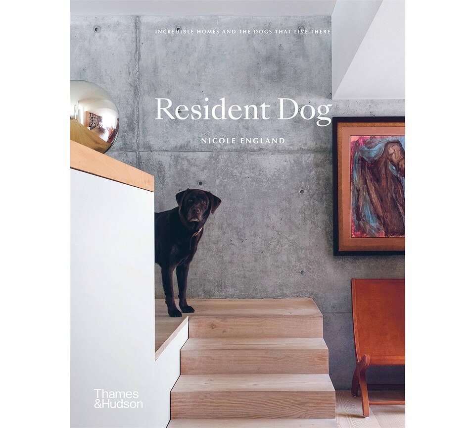 Resident Dog